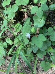 Rubus lasiococcus