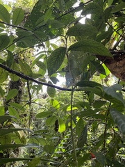 Centropogon granulosus