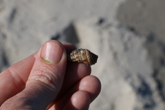 Batillaria australis