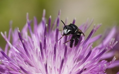Hylaeus nigritus