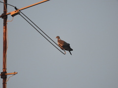 Columba palumbus palumbus