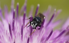Hylaeus nigritus