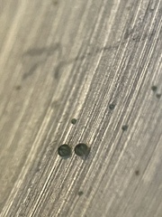 Nostocales