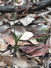 Thelymitra pauciflora