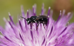Hylaeus nigritus