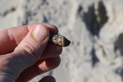 Batillaria australis