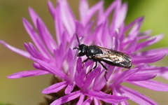 Hylaeus nigritus