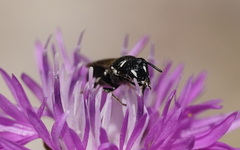 Hylaeus nigritus