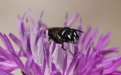 Hylaeus nigritus