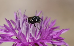 Hylaeus nigritus