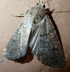 Spodoptera exigua