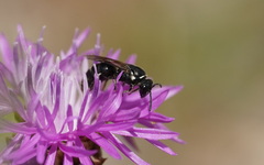 Hylaeus nigritus