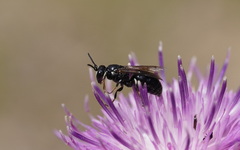 Hylaeus nigritus
