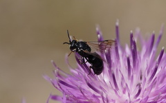Hylaeus nigritus