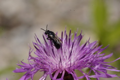 Hylaeus nigritus