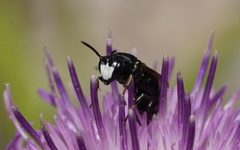 Hylaeus nigritus