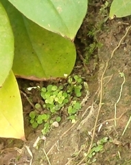 Utricularia striatula