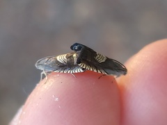 Grapholita tristrigana
