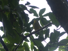 Cardellina canadensis