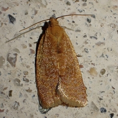 Clepsis
