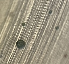 Nostocales