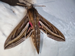 Hippotion celerio