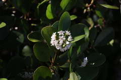 Aegiceras corniculatum