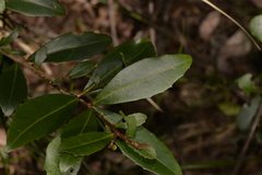 Myrsine variabilis