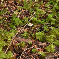 Mycena robusta