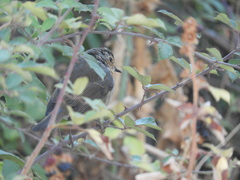 Erithacus rubecula rubecula