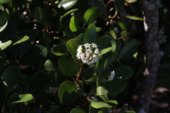 Aegiceras corniculatum