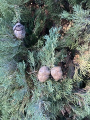 Cupressus sempervirens