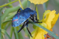 Chlorochroa ligata