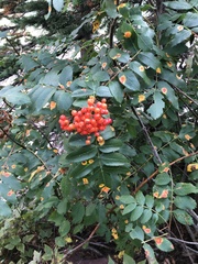 Sorbus scopulina