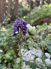Delphinium
