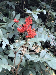 Sorbus scopulina