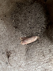 Tachystola acroxantha