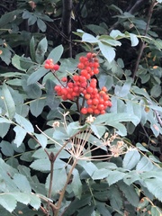 Sorbus scopulina