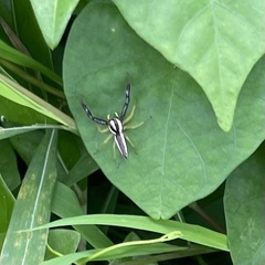 Epocilla