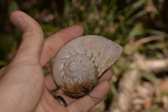 Hedleyella falconeri