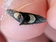 Grapholita tristrigana