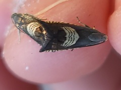 Grapholita tristrigana