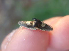 Grapholita tristrigana