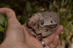 Hedleyella falconeri