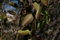 Vincetoxicum carnosum