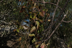 Vincetoxicum carnosum