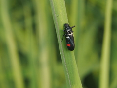 Callitettix versicolor