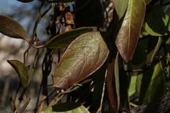 Vincetoxicum carnosum