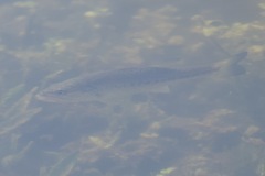 Micropterus floridanus
