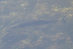 Micropterus floridanus
